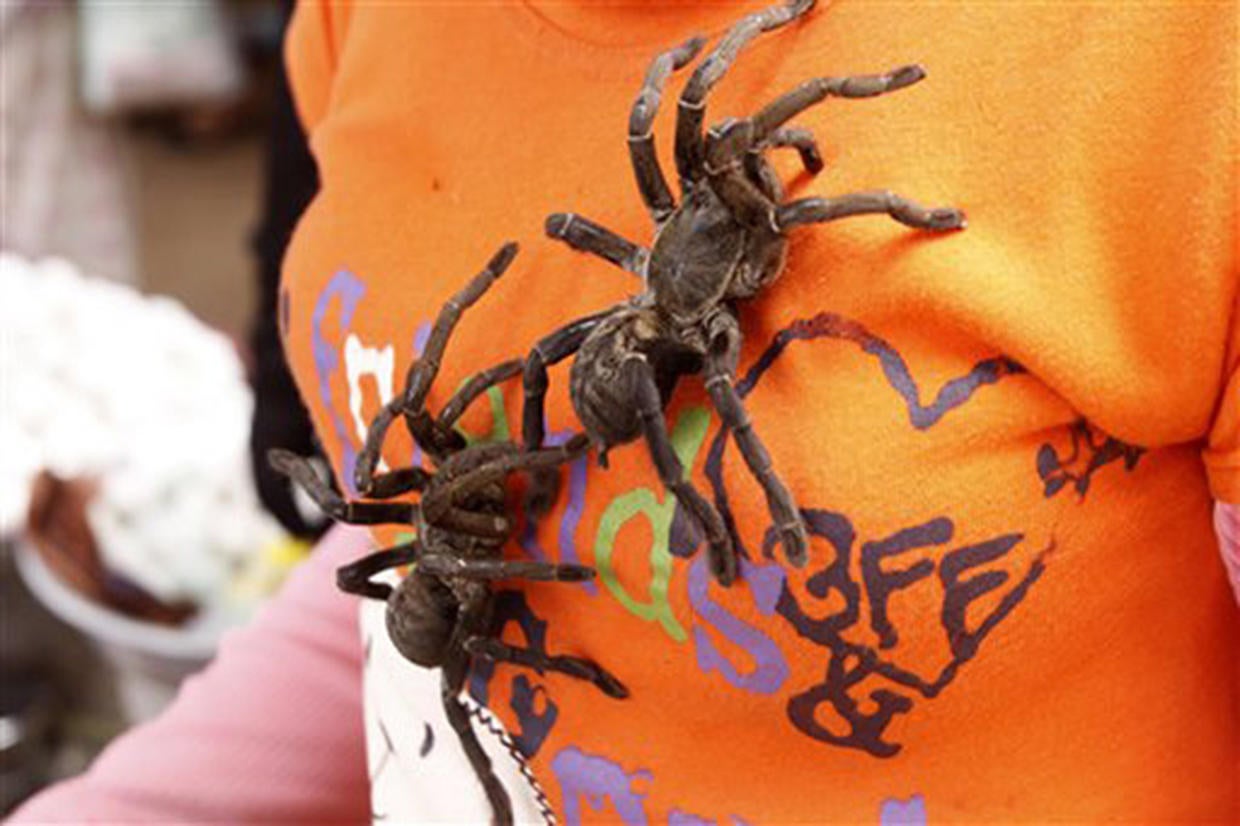 Cambodian Tasty Treat DeepFried Spiders Photo 5 Pictures CBS News